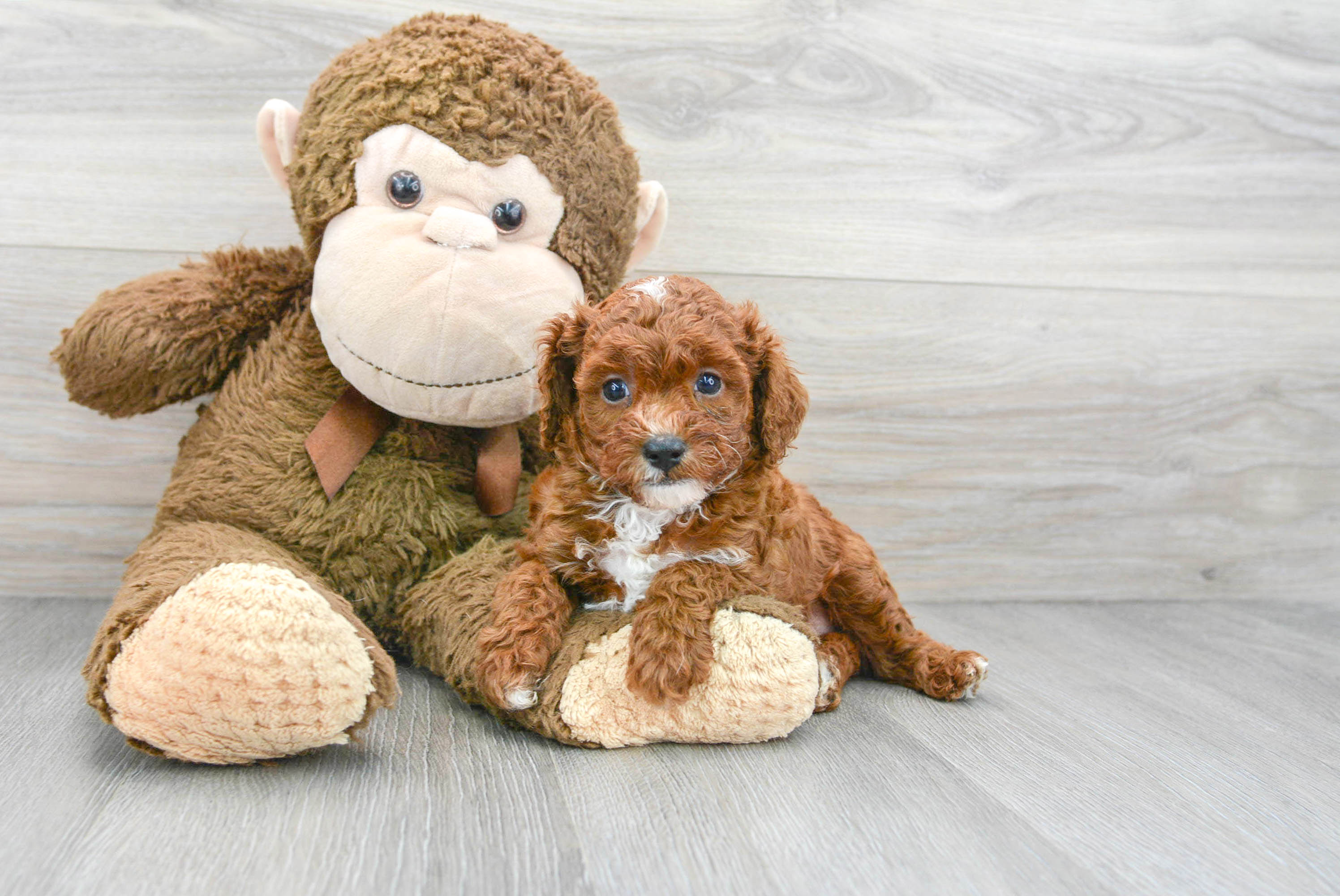 Premier pups sale cavapoo