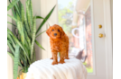 Cavapoo Puppy for Adoption