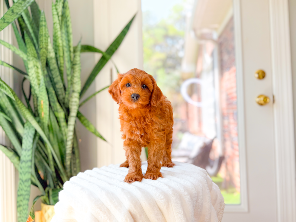 Cavapoo Puppy for Adoption