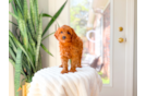 Cute Cavapoo Poodle Mix Pup