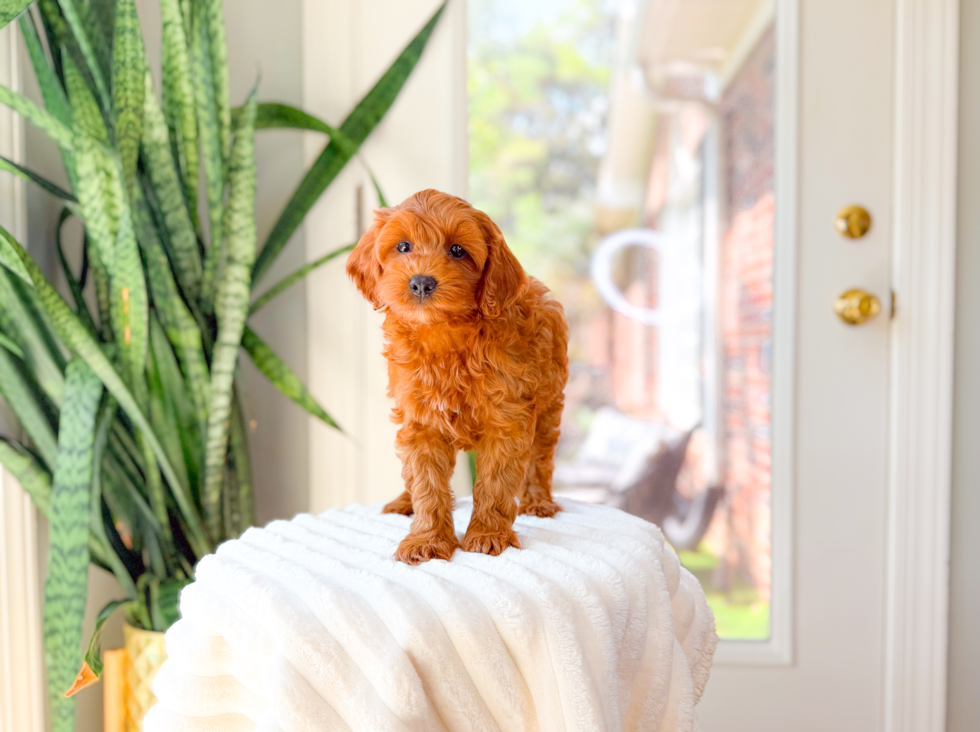 Cute Cavapoo Poodle Mix Pup