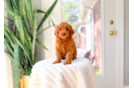 Cute Cavalier King Charles Spaniel and Poodle Mix Poodle Mix Puppy