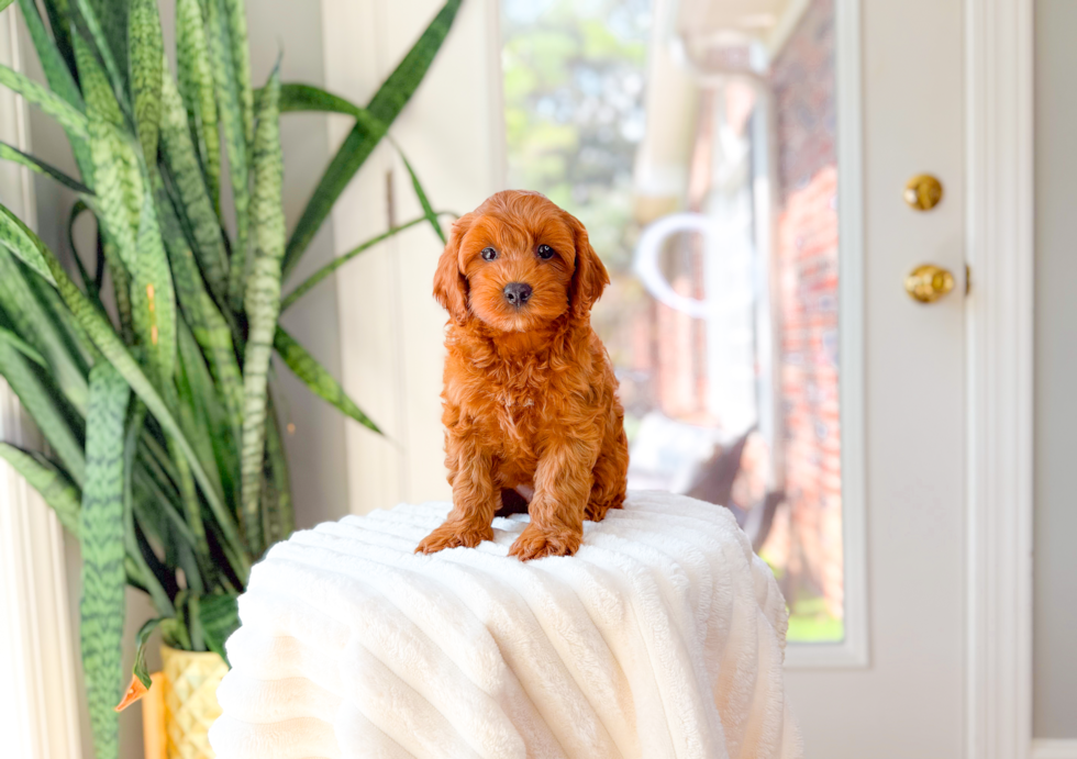 Cute Cavalier King Charles Spaniel and Poodle Mix Poodle Mix Puppy