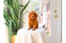 Cute Cavapoo Poodle Mix Pup