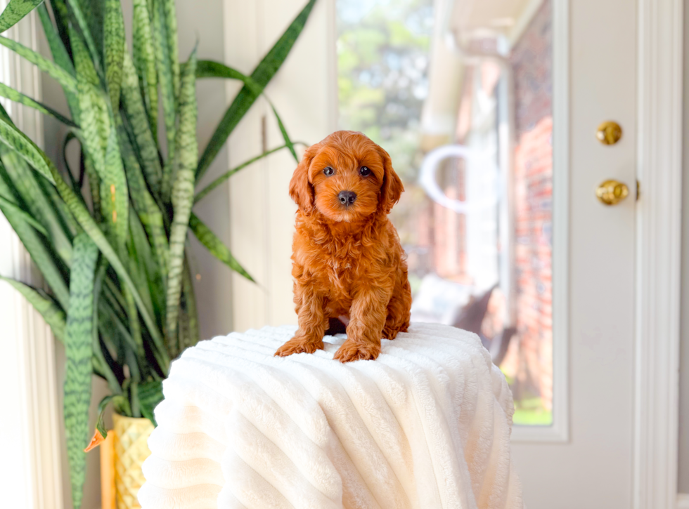 Cute Cavapoo Poodle Mix Pup