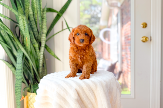 Cute Cavapoo Poodle Mix Pup