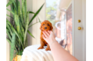 Cute Cavalier King Charles Spaniel and Poodle Mix Poodle Mix Puppy