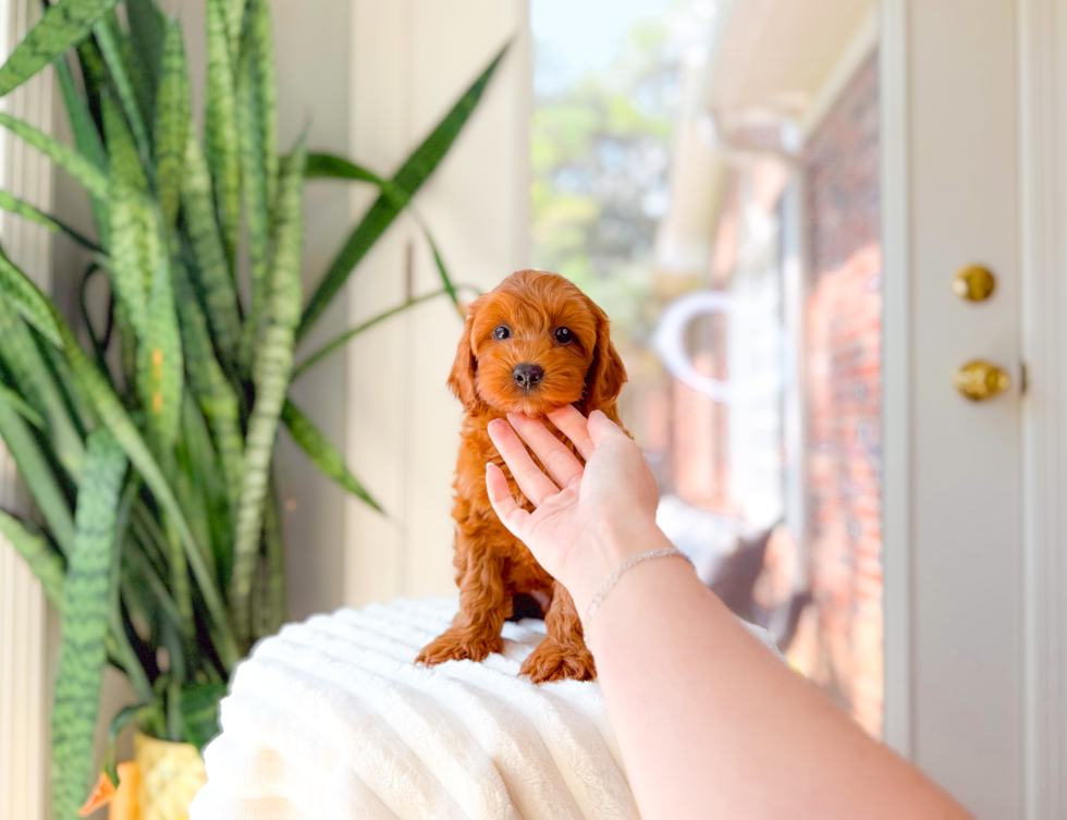 Cute Cavalier King Charles Spaniel and Poodle Mix Poodle Mix Puppy
