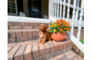 Cute Cavapoo Baby