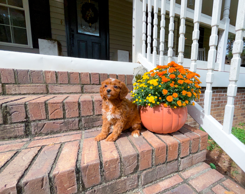 Cute Cavapoo Baby