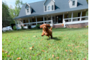 Cute Cavapoo Baby