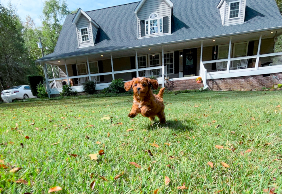 Cute Cavapoo Baby