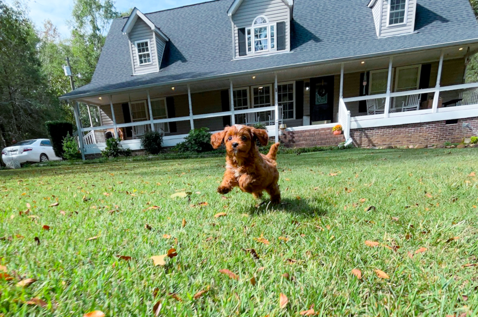 8 week old Cavapoo Puppy For Sale - Simply Southern Pups