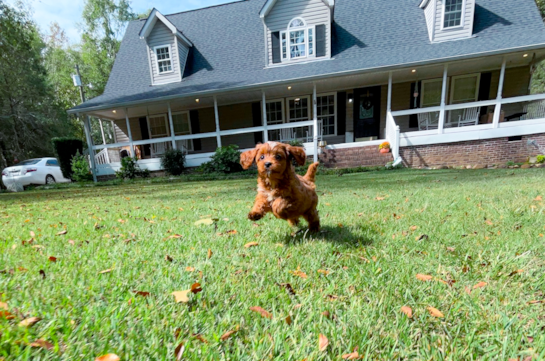 Cute Cavapoo Baby