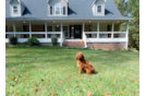 Cavapoo Pup Being Cute