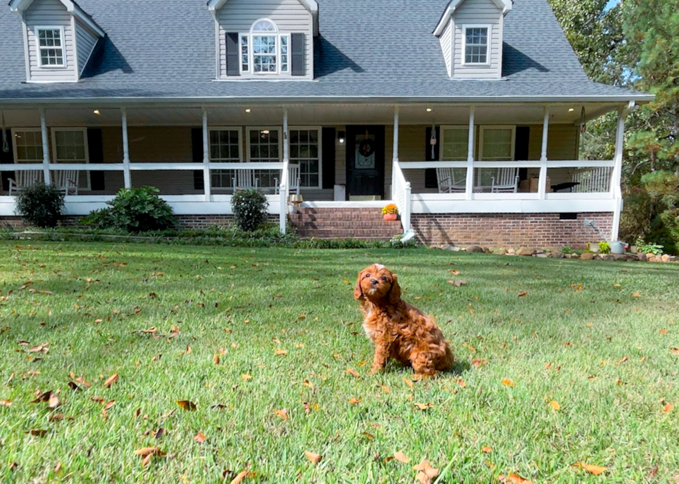 Cavapoo Pup Being Cute
