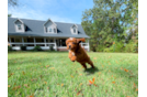 Cute Cavapoo Baby