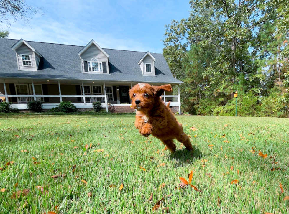 Cute Cavapoo Baby
