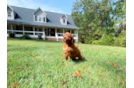 Cavapoo Pup Being Cute