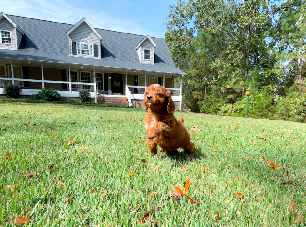 Cavapoo Pup Being Cute