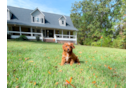 Cute Cavapoo Poodle Mix Pup