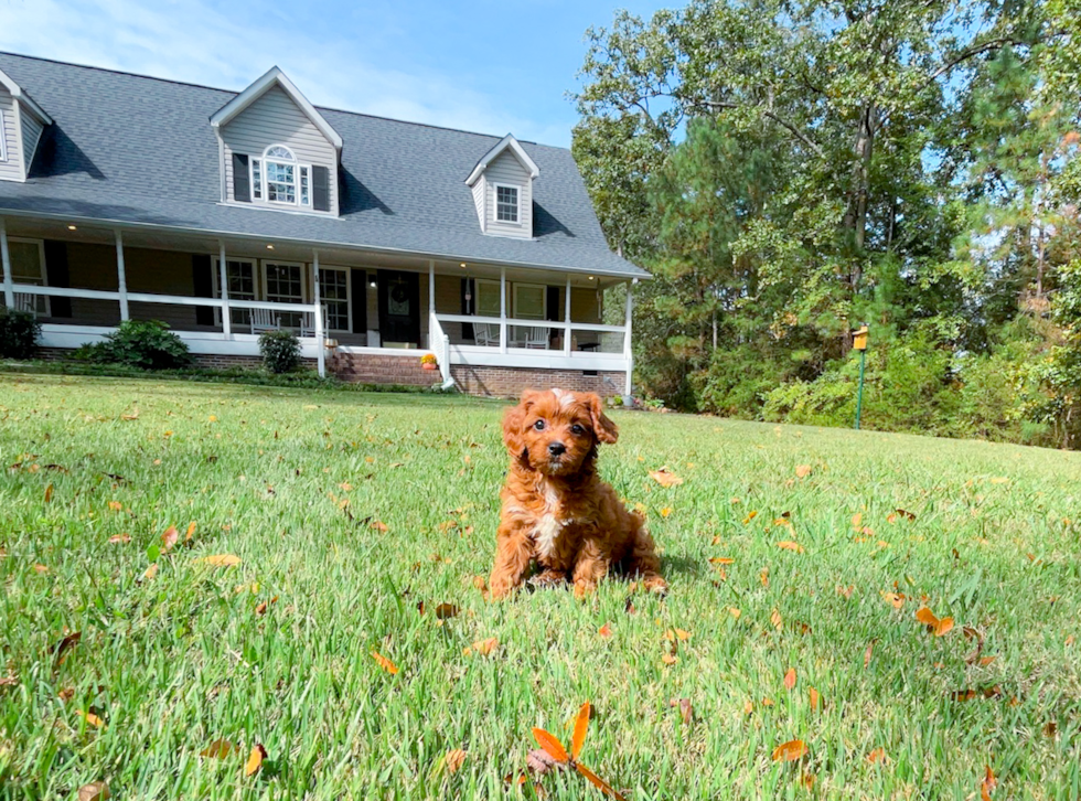 Cute Cavapoo Poodle Mix Pup
