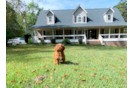 Cute Cavapoo Poodle Mix Pup