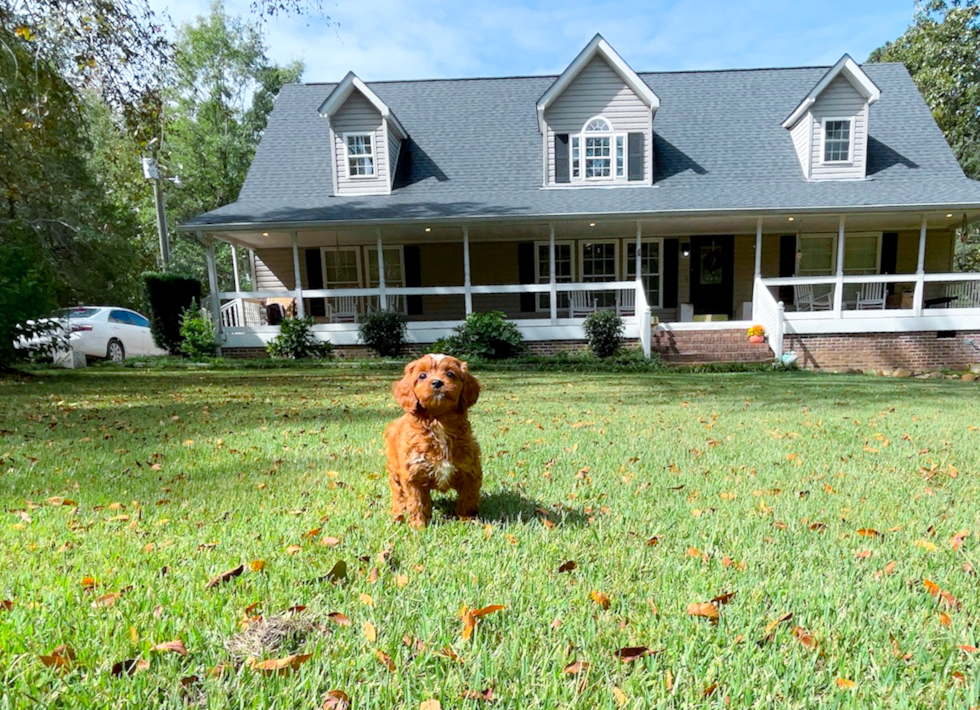 Cute Cavapoo Poodle Mix Pup
