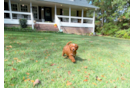 Best Cavapoo Baby