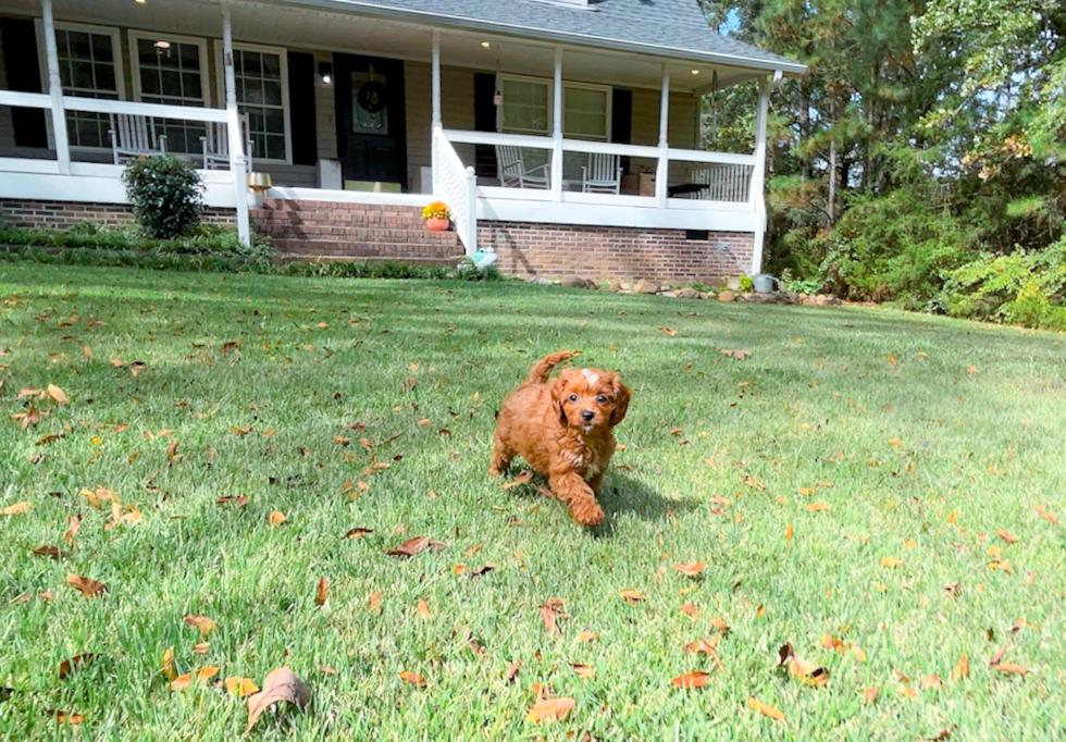 Best Cavapoo Baby