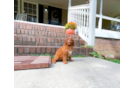 Cavapoo Puppy for Adoption