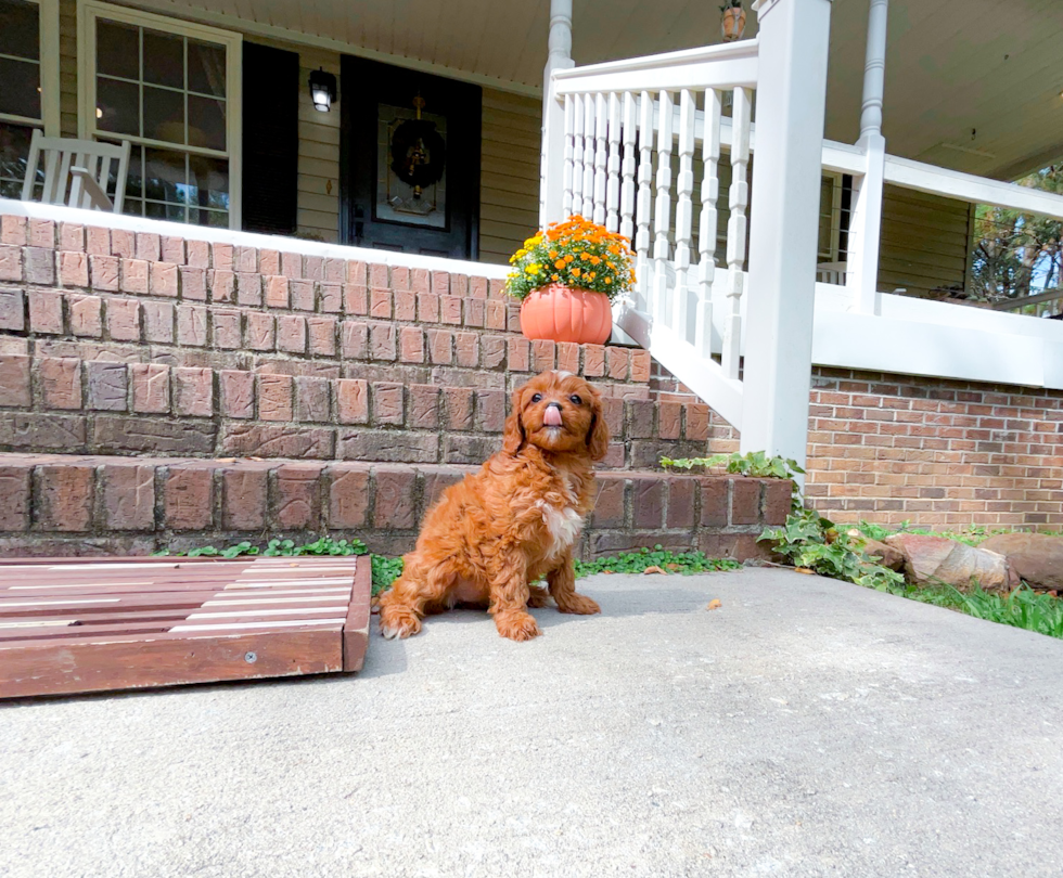 Cavapoo Puppy for Adoption