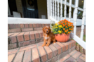 Cute Cavapoo Poodle Mix Pup