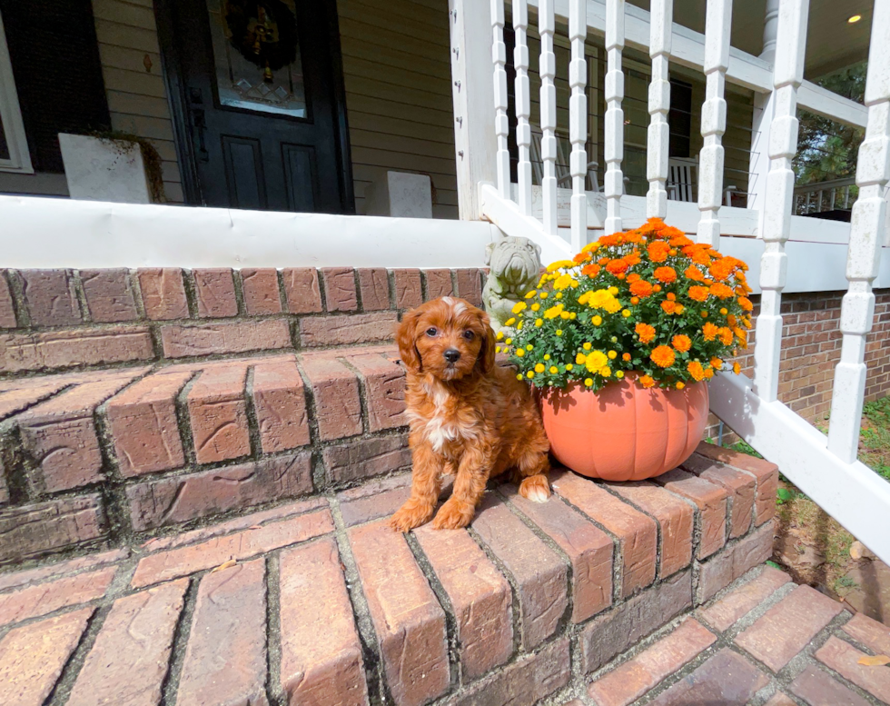 Cute Cavapoo Poodle Mix Pup