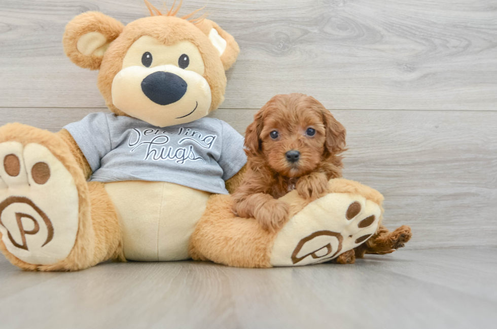 6 week old Cavapoo Puppy For Sale - Simply Southern Pups