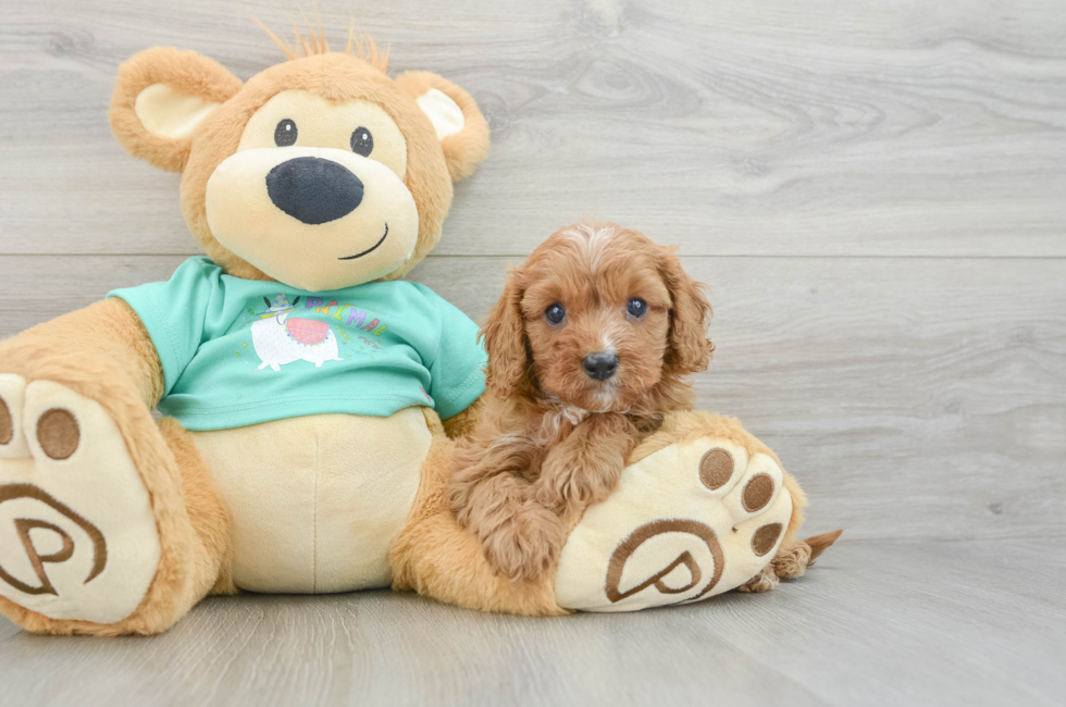 7 week old Cavapoo Puppy For Sale - Simply Southern Pups