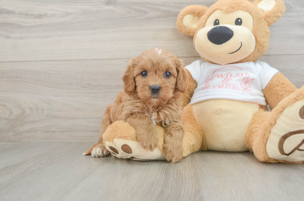 6 week old Cavapoo Puppy For Sale - Simply Southern Pups