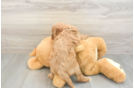 Playful Cavapoodle Poodle Mix Puppy