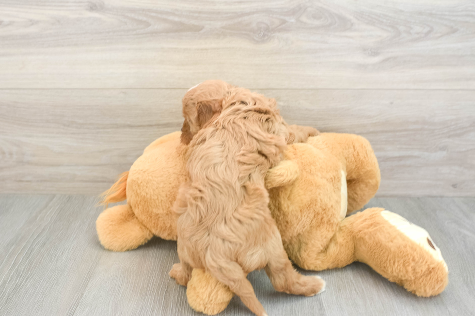 Playful Cavapoodle Poodle Mix Puppy