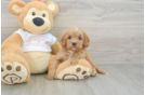 Energetic Cavoodle Poodle Mix Puppy