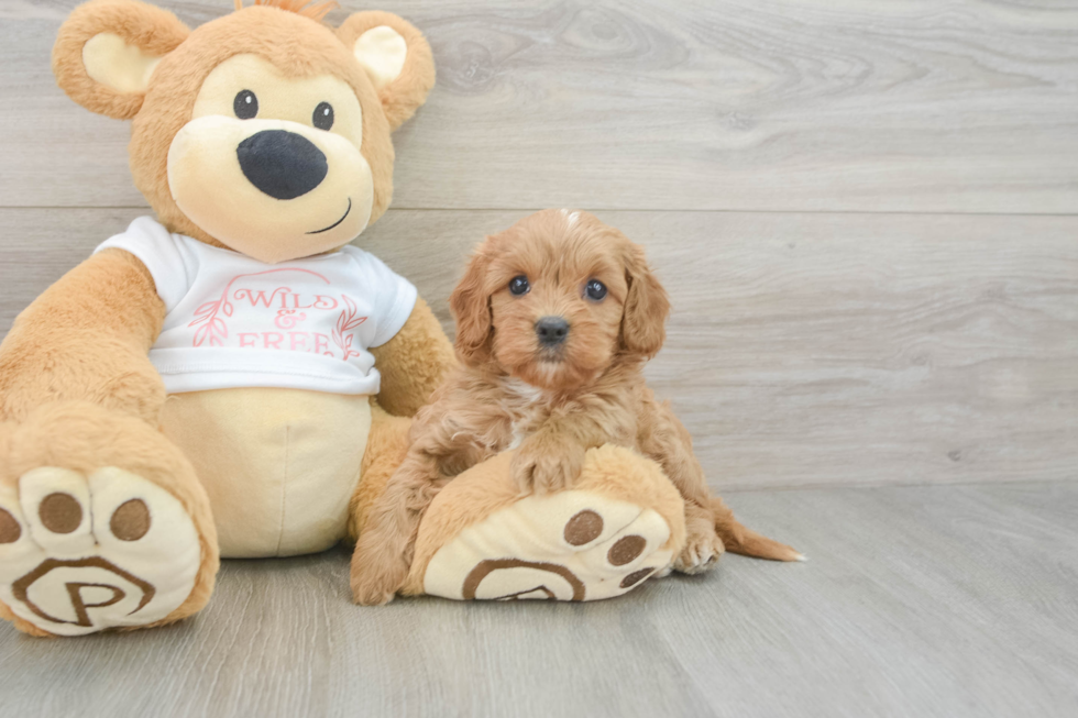 Energetic Cavoodle Poodle Mix Puppy