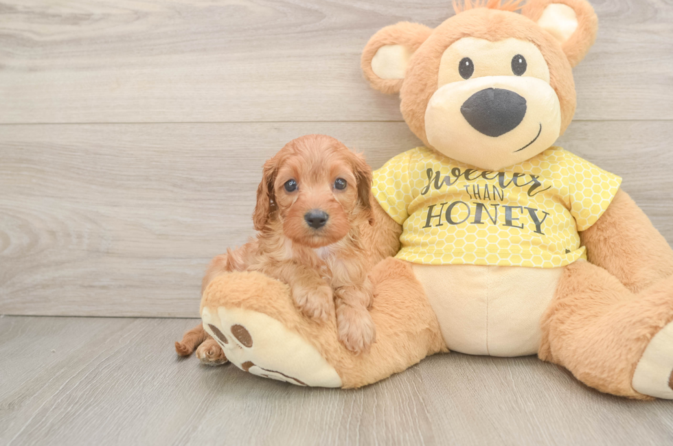6 week old Cavapoo Puppy For Sale - Simply Southern Pups