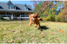 Cavapoo Pup Being Cute