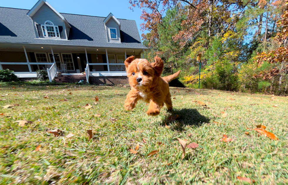 Cavapoo Pup Being Cute