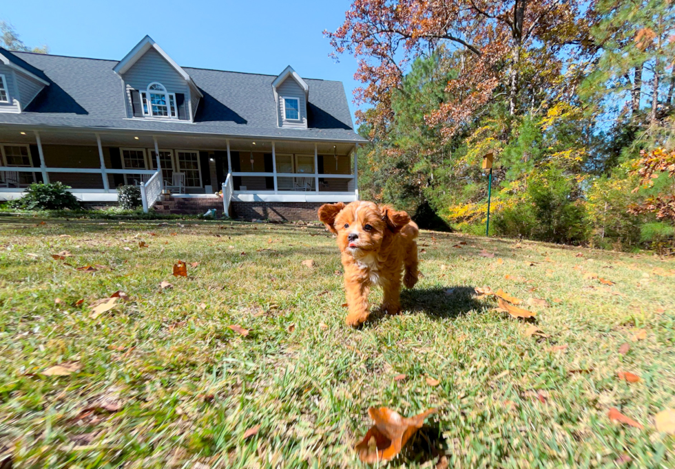 Cavapoo Puppy for Adoption