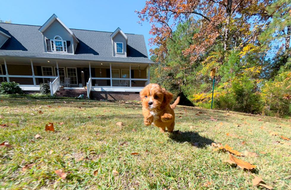 Cute Cavapoo Poodle Mix Pup