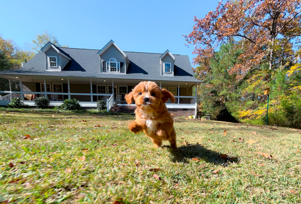 Cavapoo Pup Being Cute