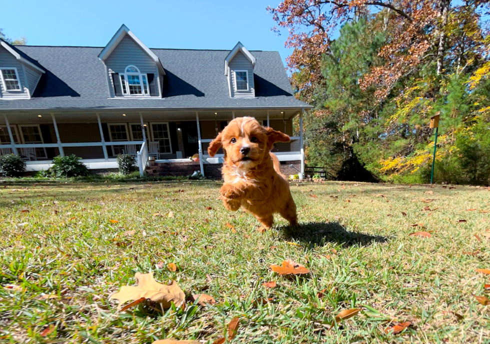 Cavapoo Pup Being Cute