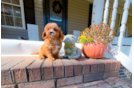 Best Cavapoo Baby