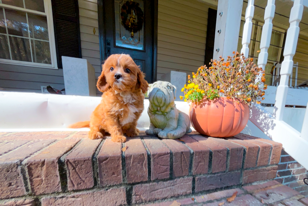 Best Cavapoo Baby